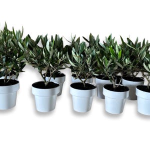 Zestaw 10 krzewów bonsai drzewa oliwnego – certyfikowana europejska olea