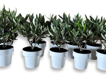 Lot de 10 bonsaïs d'oliviers - Olea européenne certifiée
