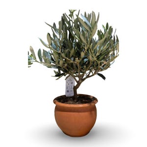 May include: A small olive tree in a terracotta pot. The tree has green leaves and a brown trunk. A white tag with text hangs from the tree. The pot is round and has a reddish-brown color.