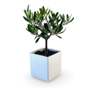 Op de afbeelding: Een kleine olijfboom in een vierkante witte pot. De boom heeft een donkerbruine stam en heldergroene bladeren. De pot is gevuld met donkere aarde en de achtergrond is effen wit.
