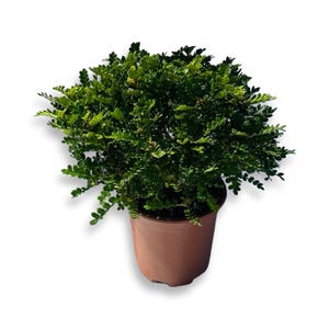Certifierad Zanthoxylum Beecheyanum (japansk peppar) planta