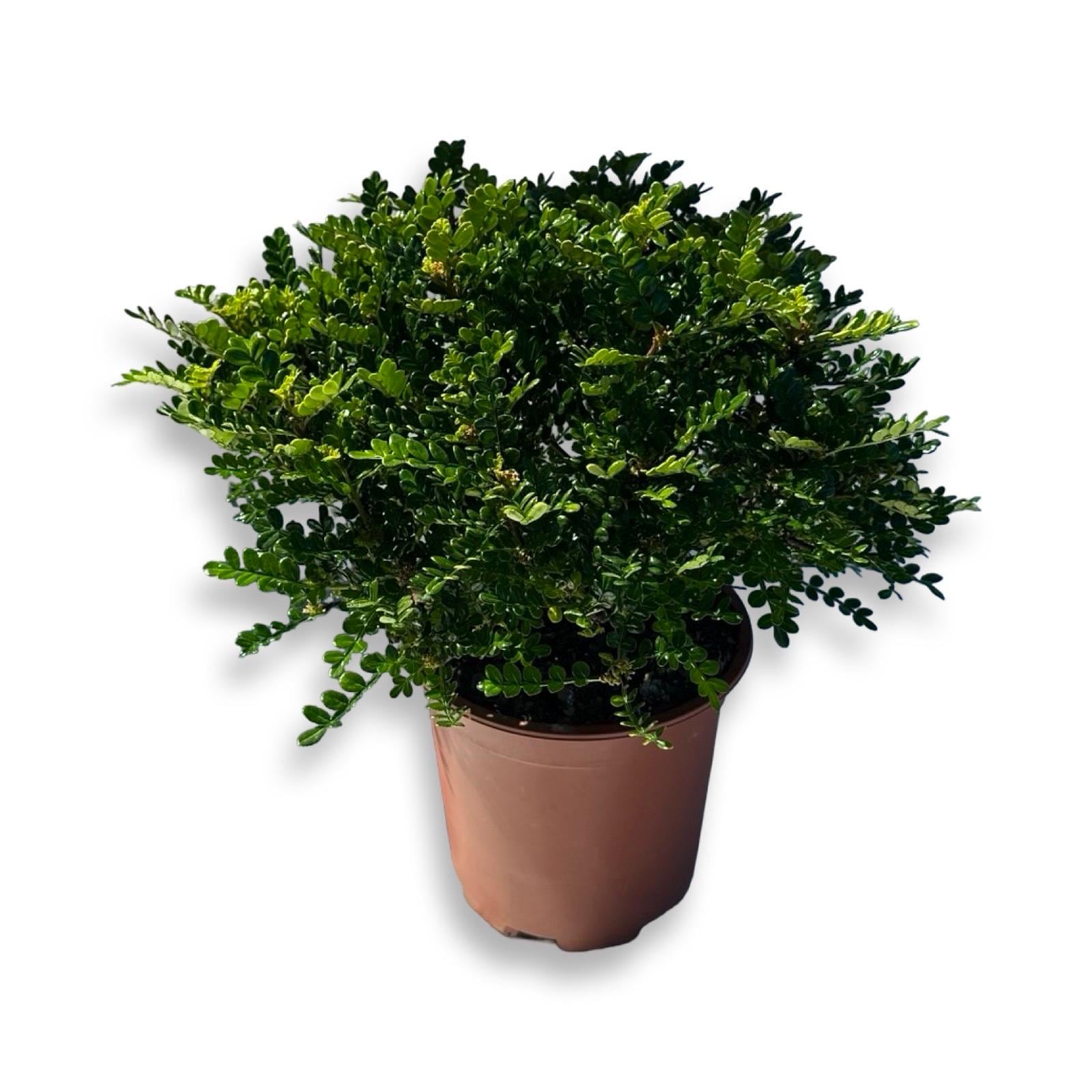 Certified Zanthoxylum Beecheyanum (japanese Pepper) Seedling