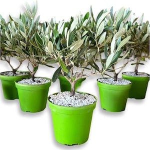 Olijfboom bonsai struik, ø12 pot - gecertificeerde Europese olijfboom