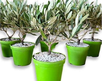 Olivenbaum hnlich einem Bonsai-Strauch - ZERTIFIZIERT - Etsy sterreich