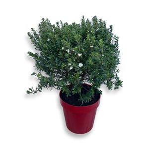 Mirte zaailing Myrtus Mycrophylla struik GECERTIFICEERD