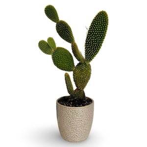 Könnte beinhalten: Ein Topf-Opuntia-Kaktus, auch bekannt als Hasenohrkaktus, mit grünen, oval geformten Blättern, die mit kleinen Stacheln bedeckt sind. Die Pflanze steht in einem strukturierten, hellbeigen Keramiktopf vor weißem Hintergrund. Die Pflanze ist etwa 30 cm hoch.