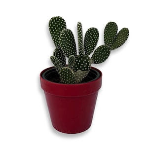 Könnte beinhalten: Ein Topfkaktus mit grünen, paddelförmigen Blättern, die mit weißen Punkten bedeckt sind. Der Kaktus steht in einem leuchtend roten Plastiktopf. Diese Pflanze ist eine beliebte Zimmerpflanze.