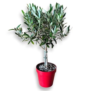 Mini-Olivenbaum - Zertifizierter europäischer Olivenbaum