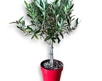 depot olivenbaum Olea europea