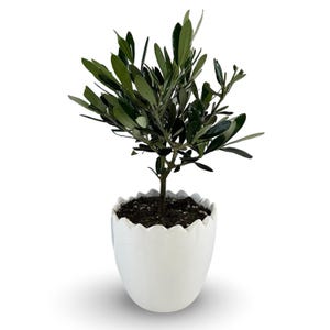 Può includere: Un piccolo albero di ulivo in un vaso di ceramica bianco con bordo smerlato. L'albero ha foglie verde scuro e un tronco sottile. Il vaso è riempito di terra scura, su sfondo bianco.
