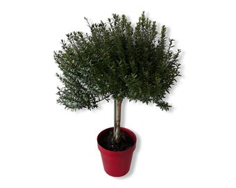 holmstrup thuja Holmstrup Arborvitae – Toms Creek Farm & Nursery main image 1