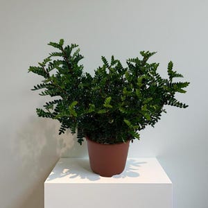 Zanthoxylum Beecheyanum (Japanese Pepper) Seedling CERTIFIED