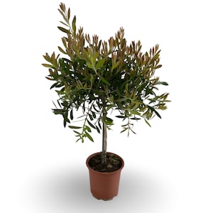 CERTIFIERAT Callistemon Citrinus Splendens-träd