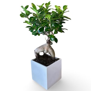 Op de afbeelding: Een kleine bonsai boom met heldergroene bladeren en een dikke, getextureerde stam. De boom staat in een vierkante, witte keramische pot. Bonsai is een miniatuur boom, een vorm van kunst en tuinbouw.