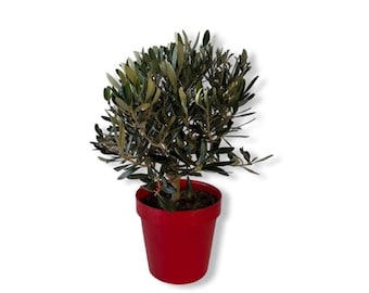 snake plant zeylanica Full Size Green Snake Plant (Zeylanica) main image 0