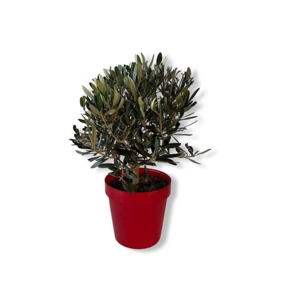 Olivenbaum hnlich einem Bonsai-Strauch - ZERTIFIZIERT - Etsy sterreich
