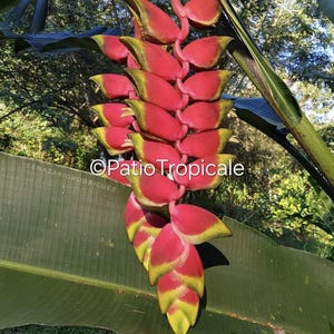 Heliconia rostrata &#39;Ten Days&#39; Live Rhizome, best rostrata for cut flower