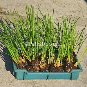 Vetiver Plant - Etsy