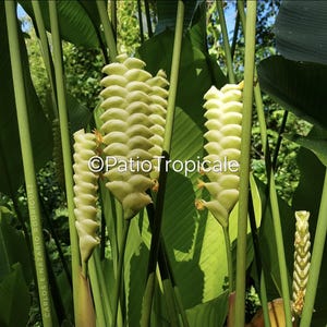 Rattlesnake Calathea- Calathea Crotalifera'cream Green' Live Rhizome - Etsy