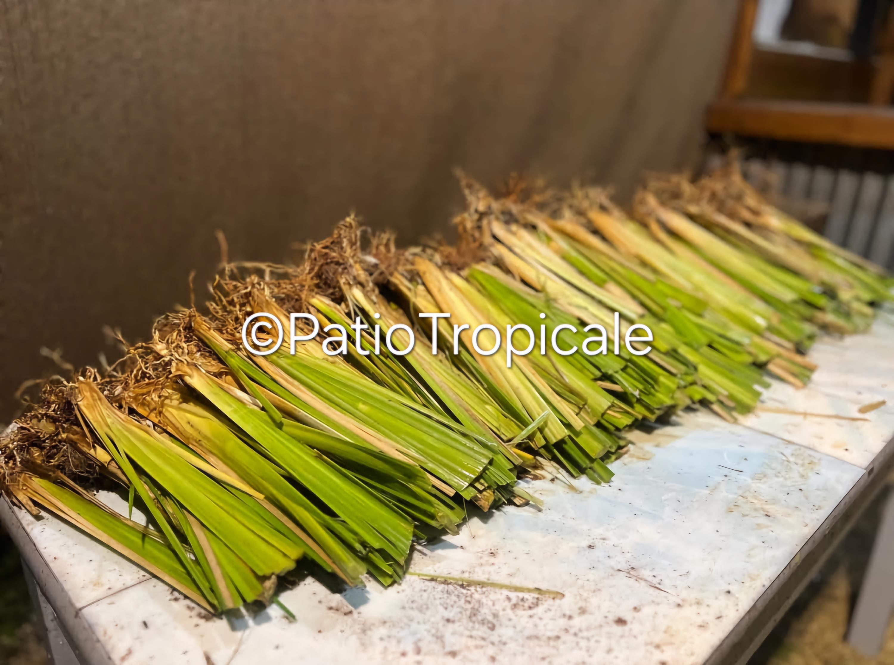 Vetiver Grass - 50 Slips Rooted, Healthy and Ready to Plant - Etsy