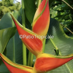 Heliconia Stricta x orthotricha &#39;Orange Crush&#39; Live Healthy Rhizome