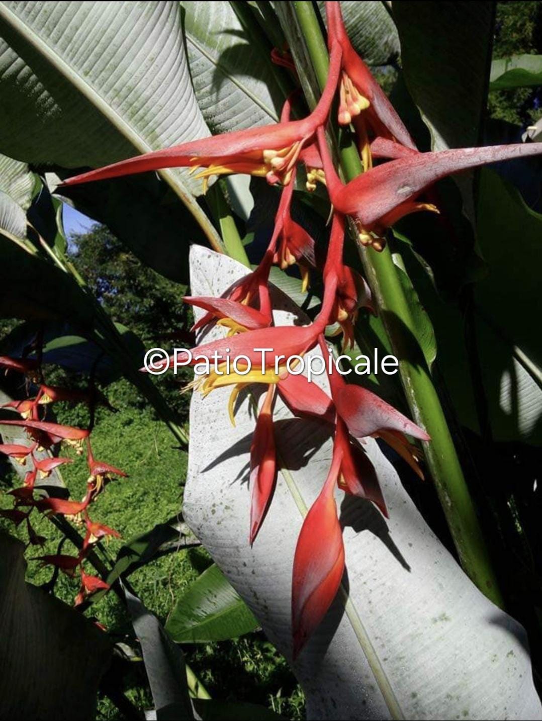 Dwarf Heliconia Lady Di Variegated Parrots Beak Live Rhizome Exotic