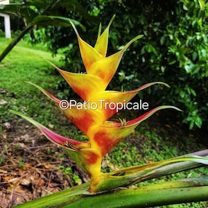 Heliconia caribaea &#39;Flash&#39; Live Healthy Rhizome