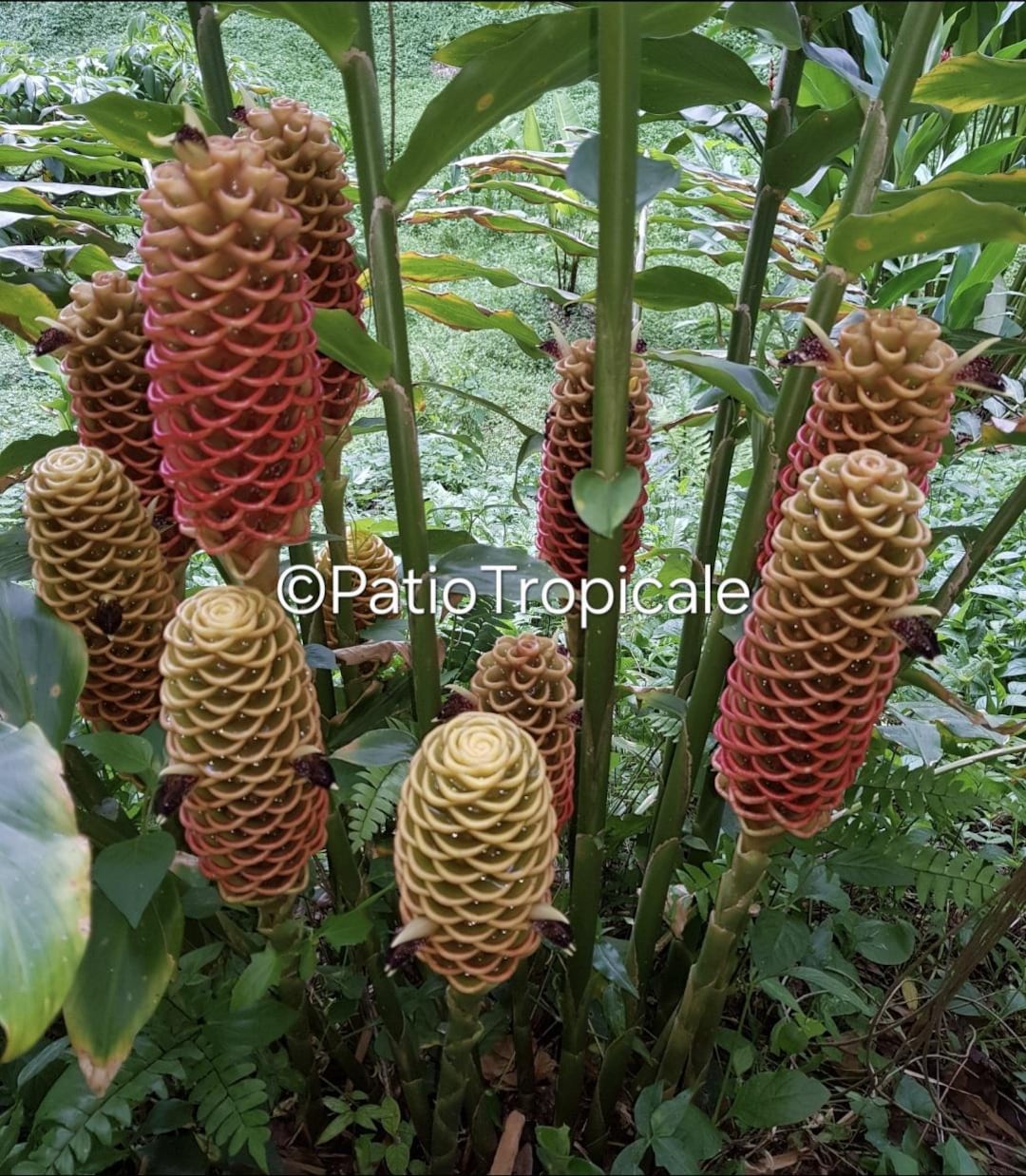 Beehive Ginger-zingiber Spectabile, Healthy Live Rhizome - Etsy
