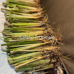 May include: A close-up of a bundle of green grass with roots, ready to be planted. The grass is arranged in rows and is tied together at the base. The roots are visible and are brown in color. The grass is on a white surface. ©Patio Tropicale