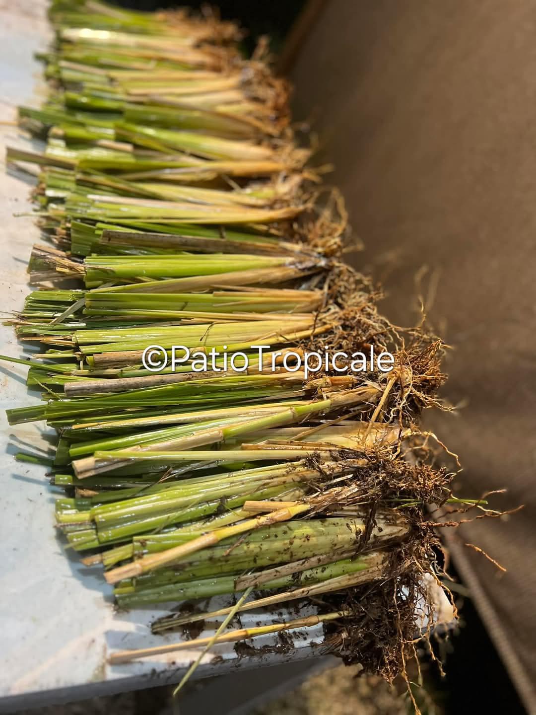 Vetiver Grass - 50 Slips Rooted, Healthy and Ready to Plant - Etsy