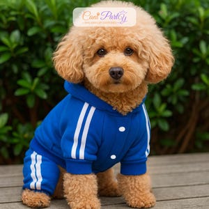 Puede incluir: Un caniche marrón con un chándal azul con rayas blancas. El chándal tiene una chaqueta con capucha con dos rayas blancas en las mangas y pantalones a juego. El perro está sentado sobre una superficie de madera.