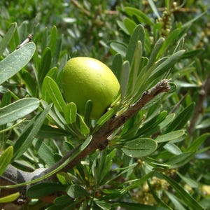 Argan (Argania spinosa) - 3 seeds