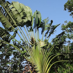 Reizigerspalm (Ravenala madagascariensis) - 10 zaden
