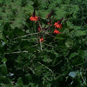 Árvore-coral (Erythrina arborescens) - 5 sementes