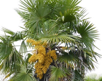 Palma wiatrakowa chińska (Trachycarpus fortunei) - 20 nasion