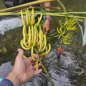 Banana Hutan (Musa lawitiensis) - 10 semi