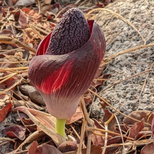 Aroid (Amorphophallus aphyllus) - 1 grodda frö