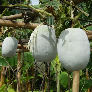 Waspompoen (Benincasa hispida) - 10 zaden