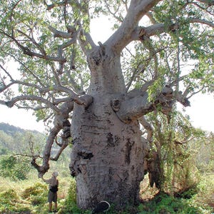 Australische baobab (Adansonia gregorii) - 5 zaden