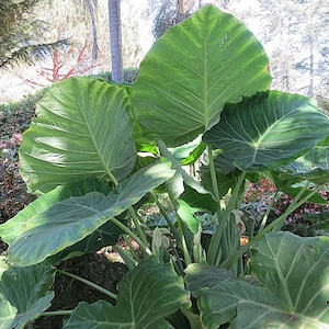 Reuzeolifantenoor (Leucocasia gigantea 'Thailand Giant') - 10 zaden