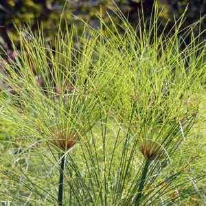 Papiro (Cyperus papyrus) - 1 porzione di semi