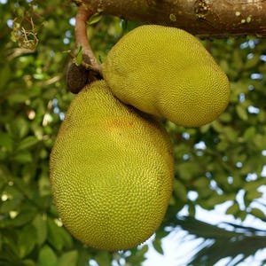 Jackfruit (Artocarpus heterophyllus) - 2 seeds