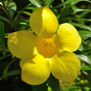 Trompette dorée (Allamanda cathartica) - 5 graines