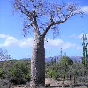 Baobab za (Adansonia za) - 5 graines