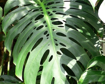 Kaasplant (Monstera deliciosa) - 5 zaden