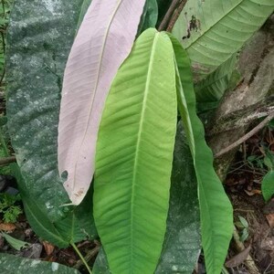 Syzygium (Syzygium versteegii) - 1 seme germinato