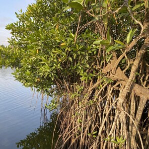 Hoogstelige mangrove (Rhizophora apiculata) - 1 zaad