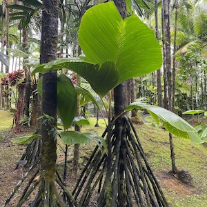 Styltpalm (Verschaffeltia splendida) - 1 grodda frö