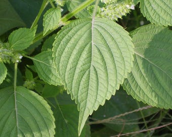 Perilla koreańska (Perilla frutescens) - 50 nasion