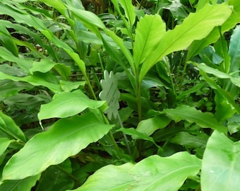Kardemom (Elettaria cardamomum) - 10 zaden